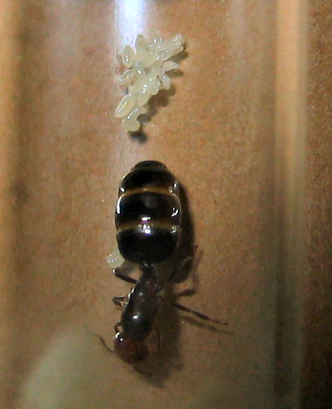 Reina Crematogaster scutellaris con sus larvas