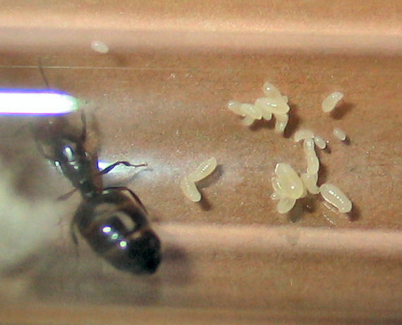 Reina Crematogaster scutellaris con sus larvas