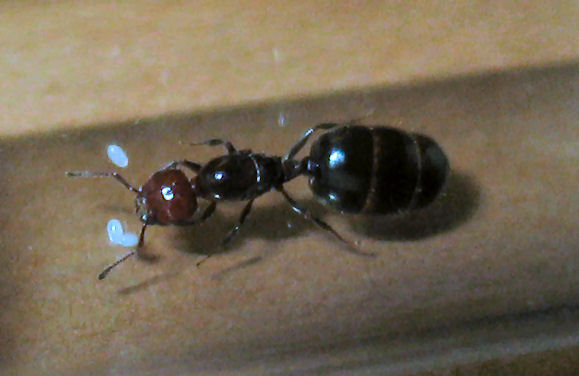 Reina Crematogaster scutellaris con huevos