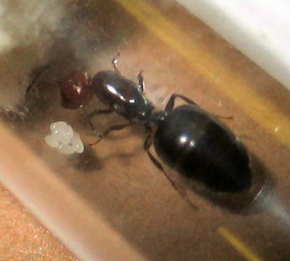 Reina Crematogaster scutellaris con huevos
