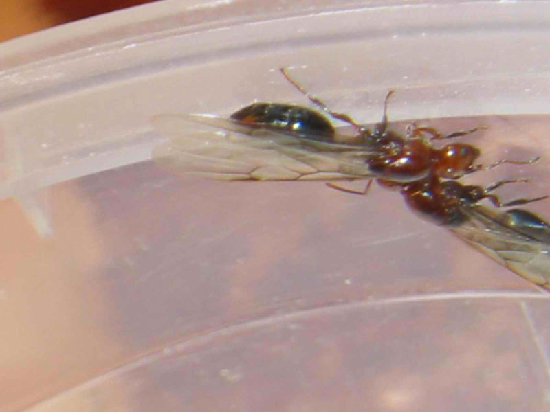 reinas crematogaster scutellaris