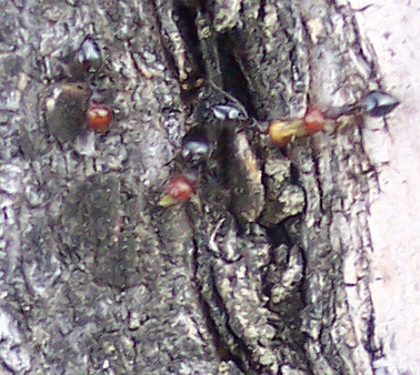 Crematogaster quiza?