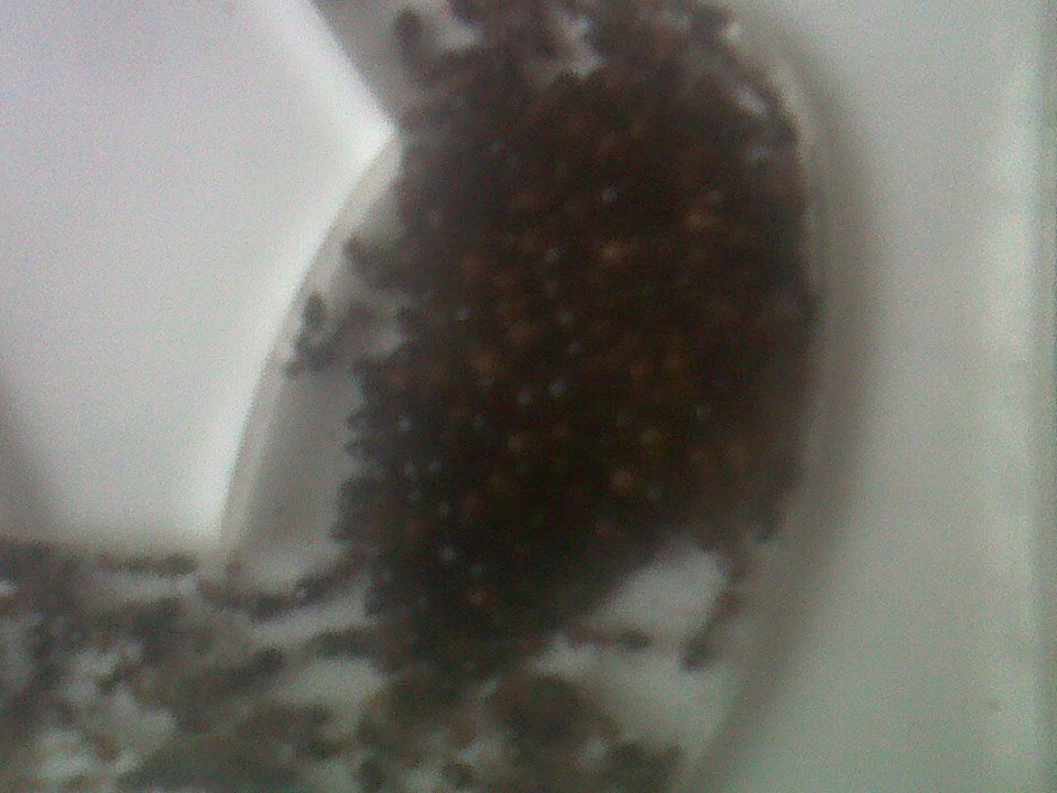 CREMA5.