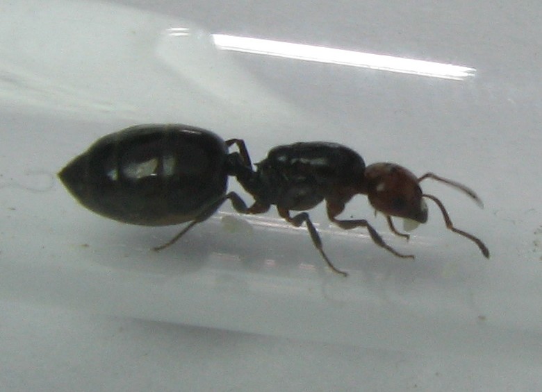 Crematogaster