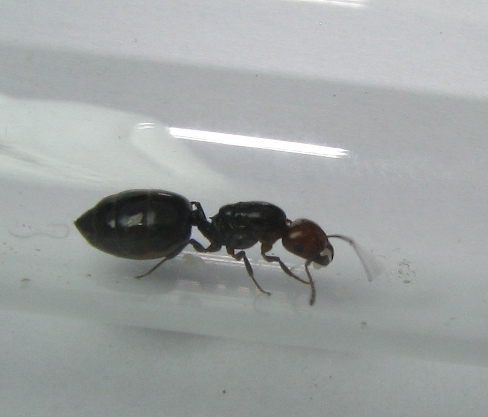 Crematogaster