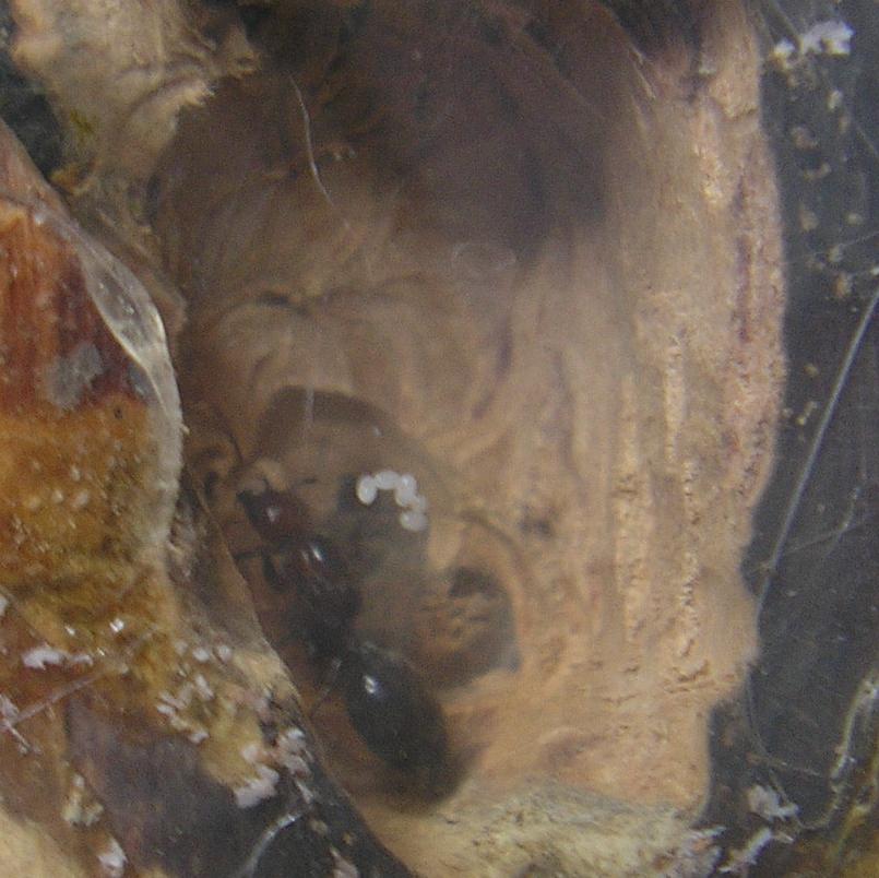 2Scutellaris