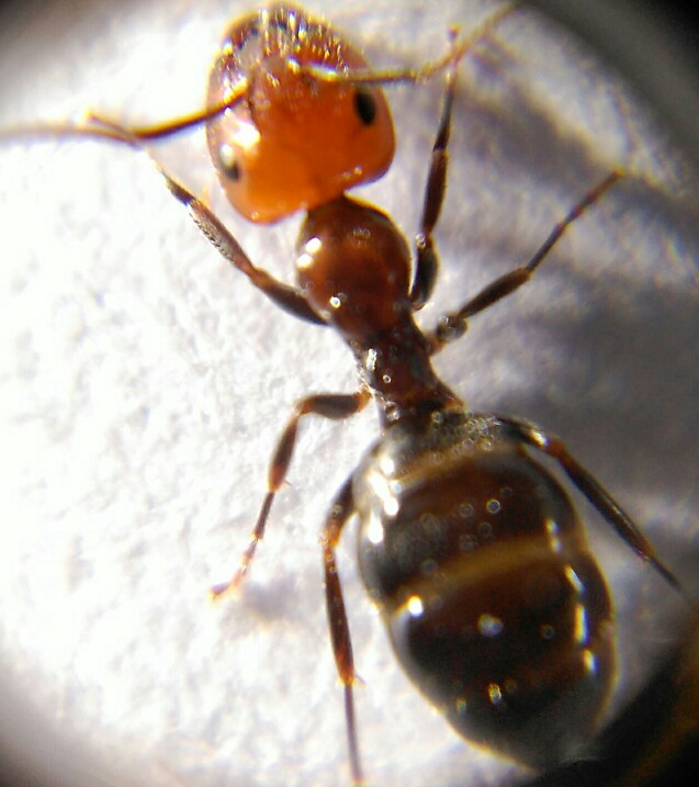 Crematogaster scutellaris