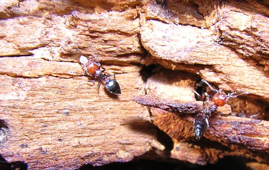 C.scutellaris
