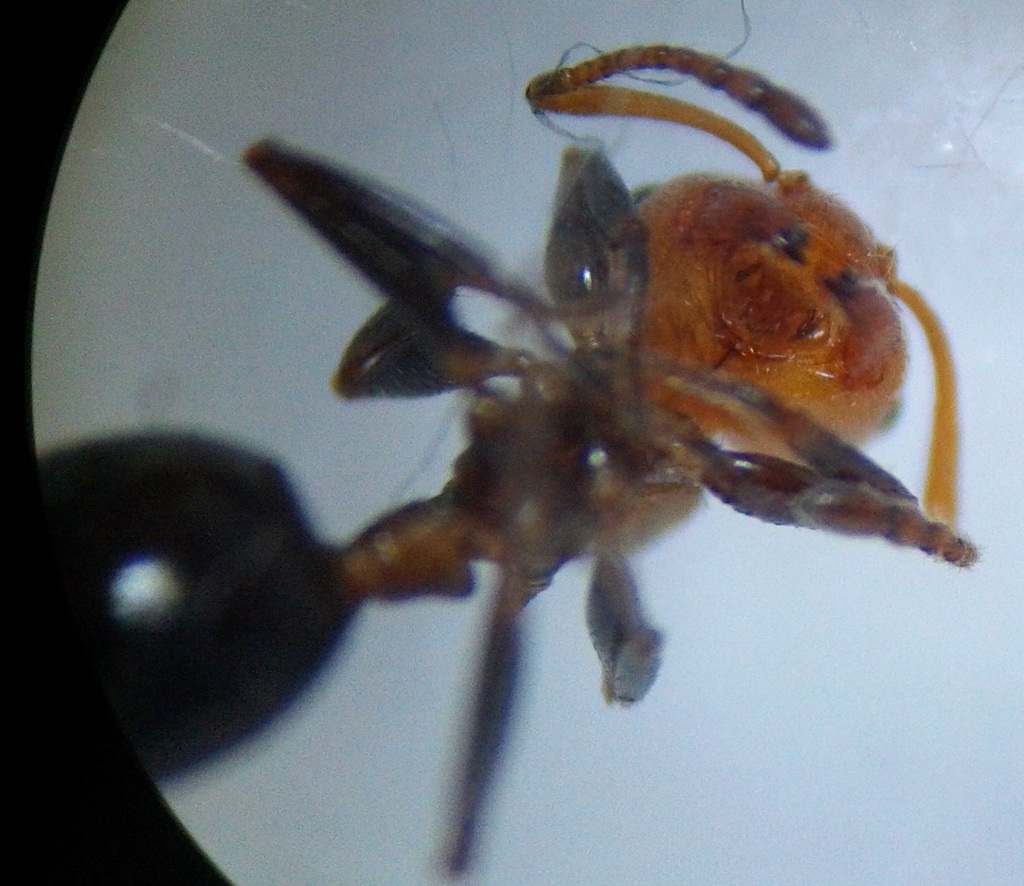 crematogaster