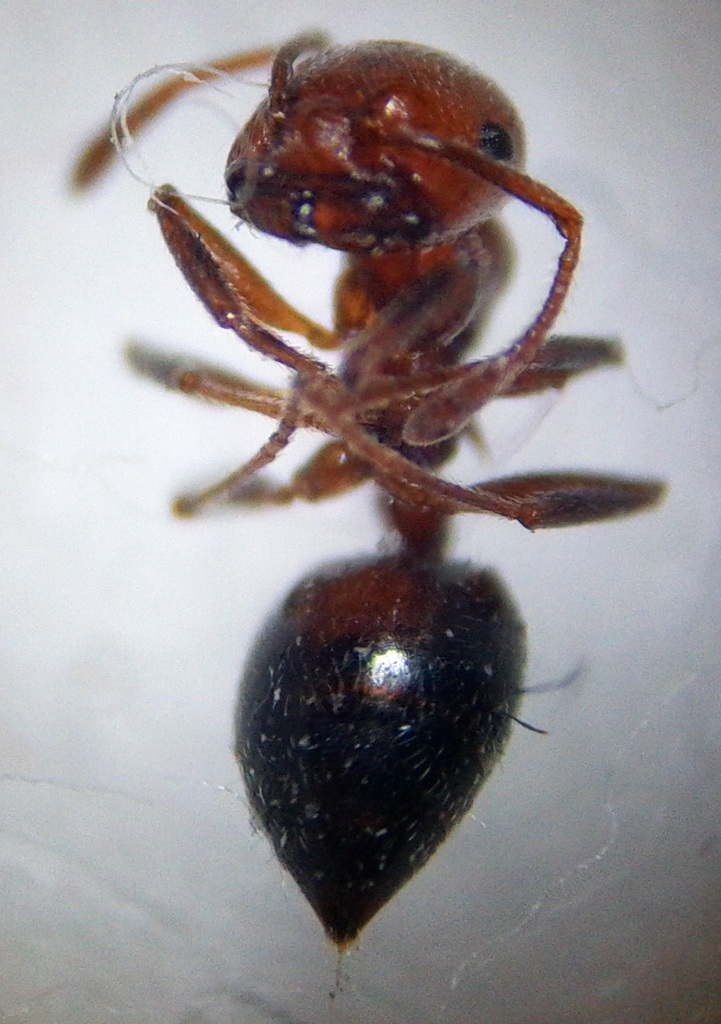 crematogaster