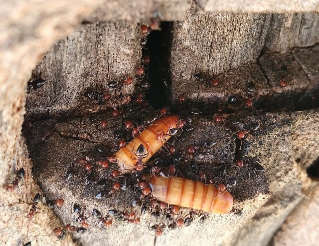 crematogaster salvaje tenebrio1