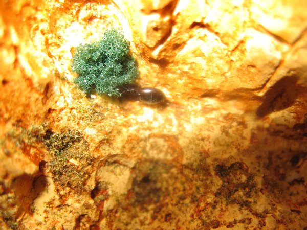 mamm-Crematogaster scutellaris-reina