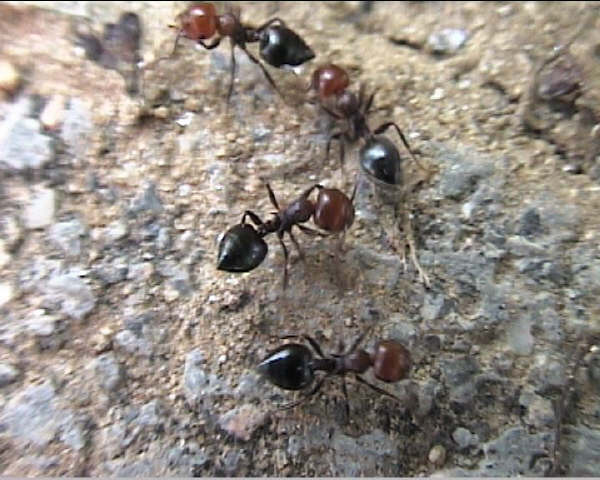 Crematogaster scutellaris