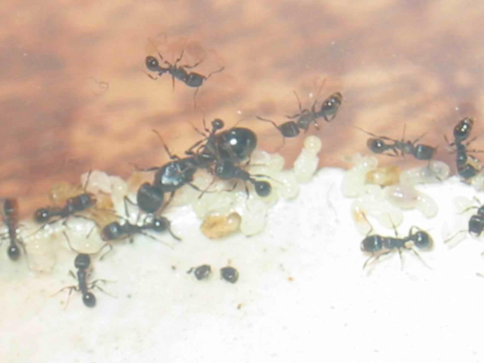 mi reina ruginode con sus 60 obreras nuevo (alandalus)