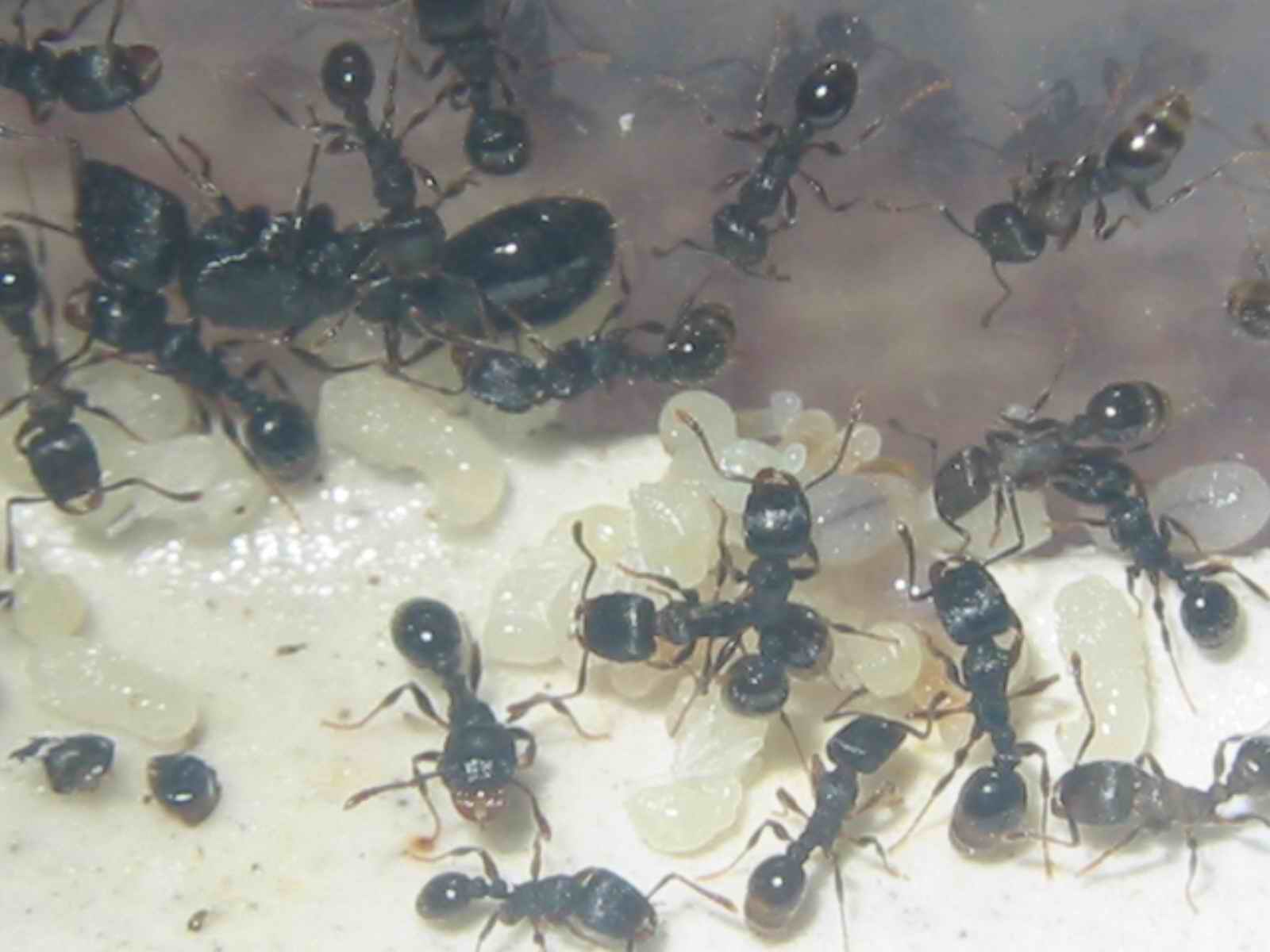 mi reina ruginode con sus 60 obreras nuevo (alandalus)