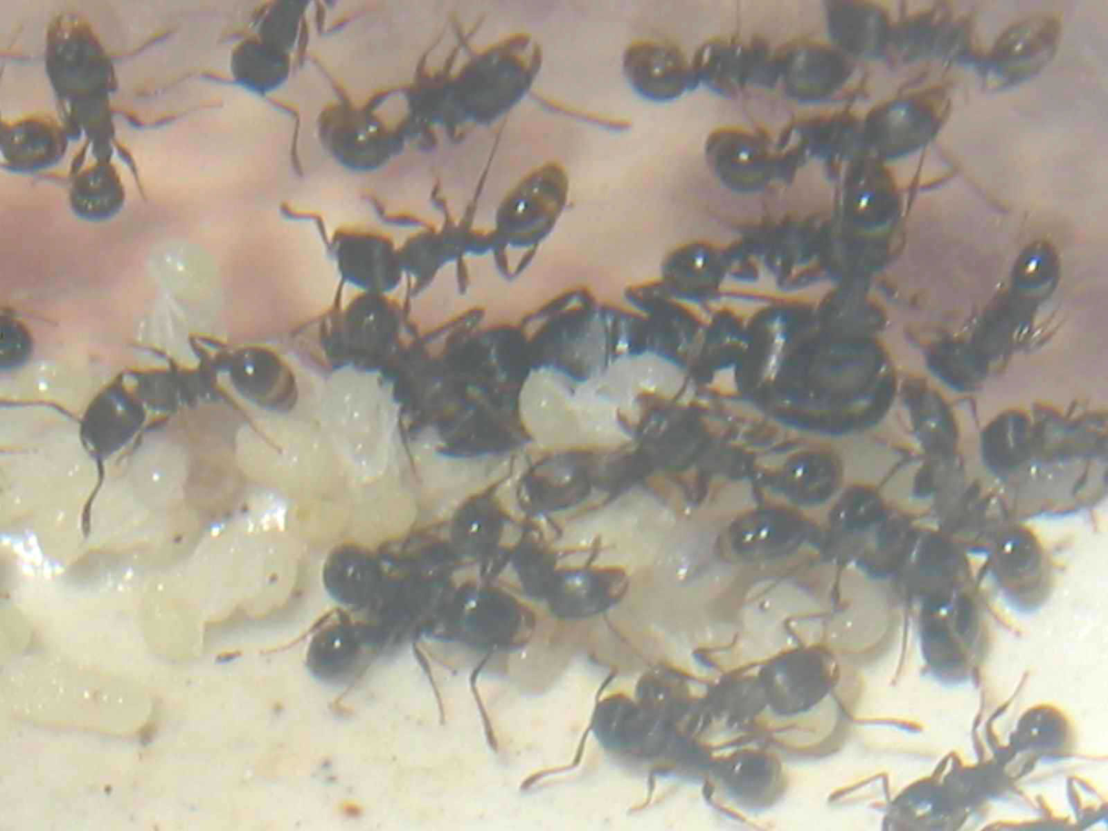 mi reina ruginode con sus 60 obreras nuevo (alandalus)