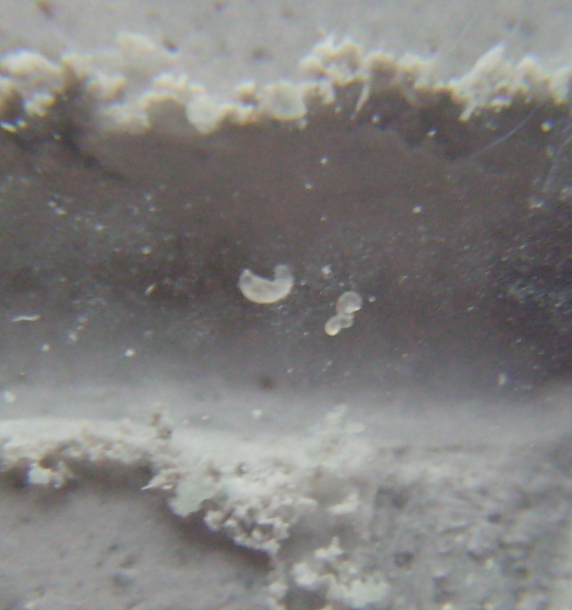 larva???