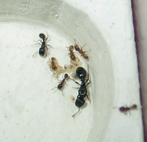 Colonia Tetramorium ruginode