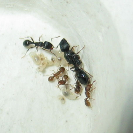 Colonia Tetramorium ruginode