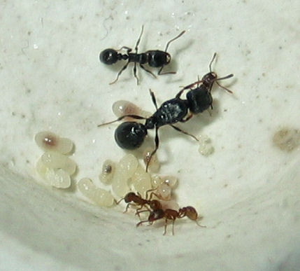 Colonia Tetramorium ruginode