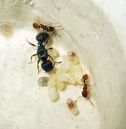 Colonia Tetramorium ruginode