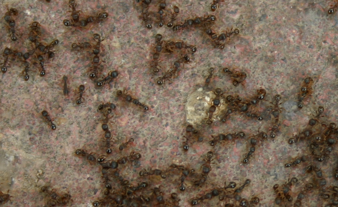 Guerra tetras