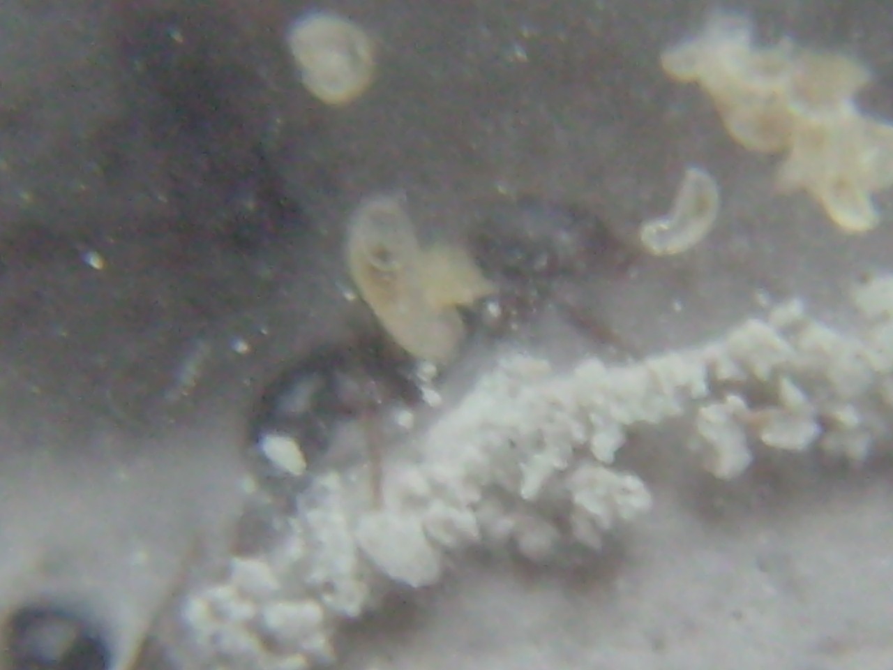 Larvas