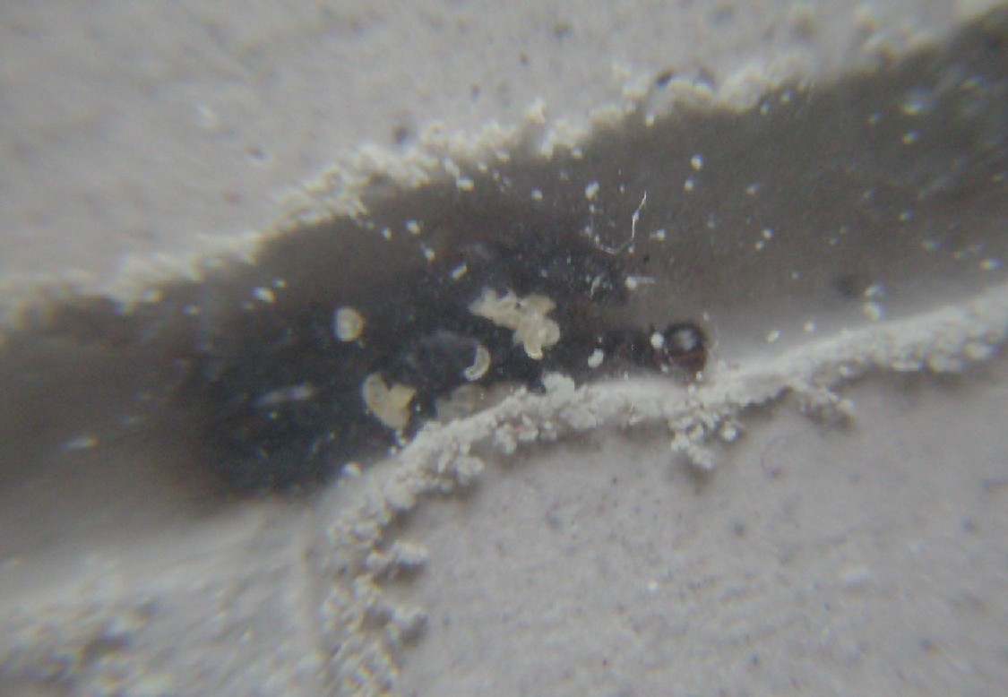 Larvas