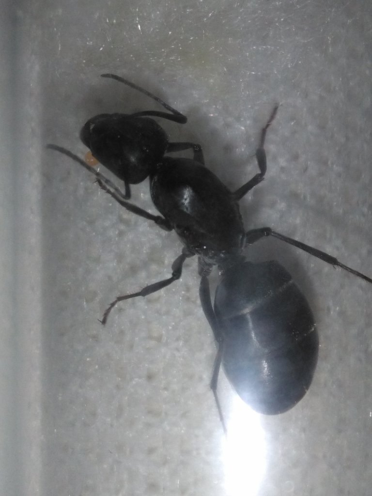 Camponotus