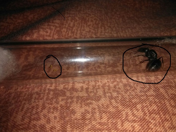 Camponotus?