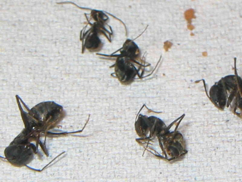posible camponotus negra?�