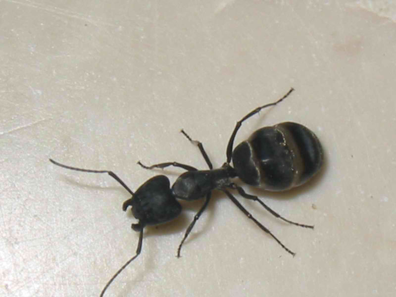 obrera major usada como tarro
