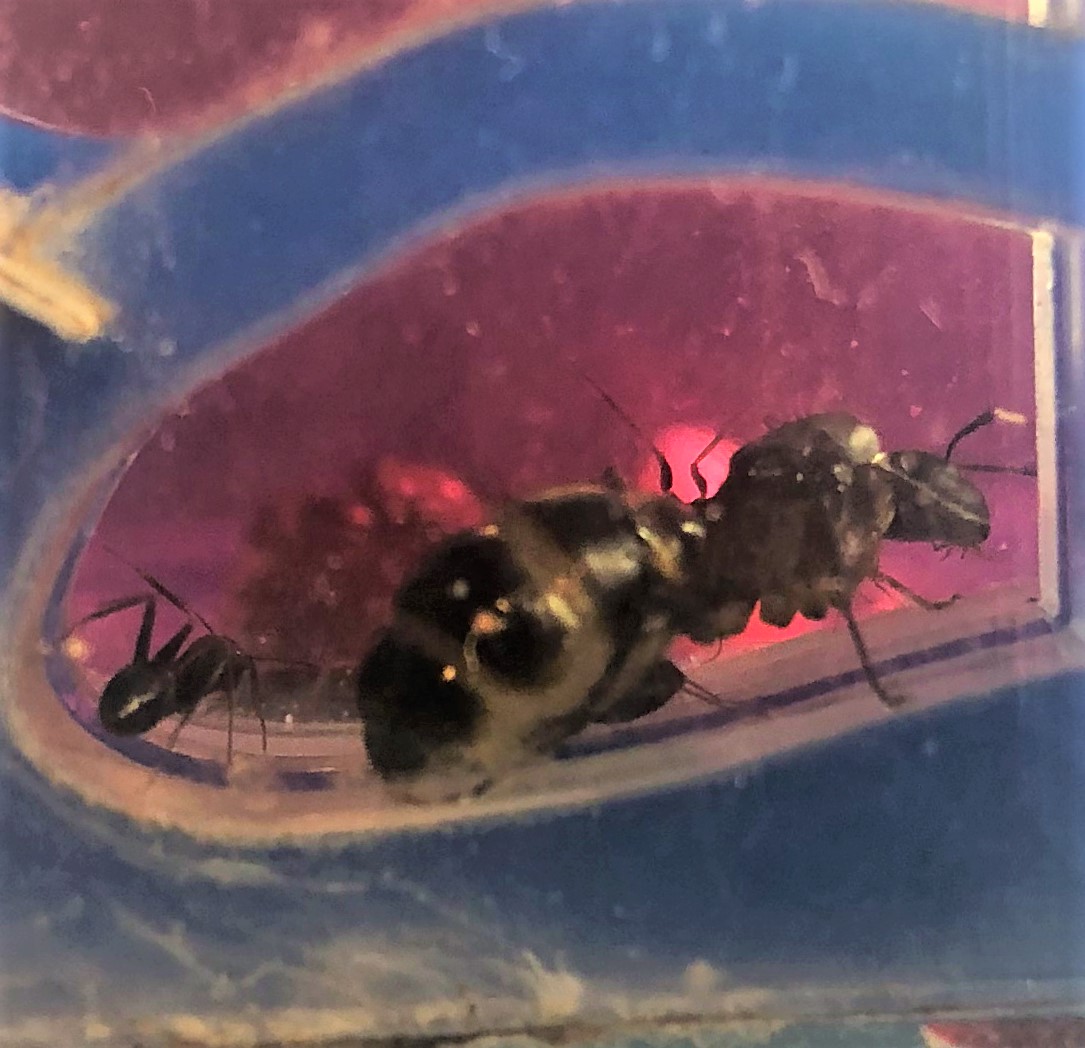 identificaci�n porfavor!!!! es Camponotus micans?