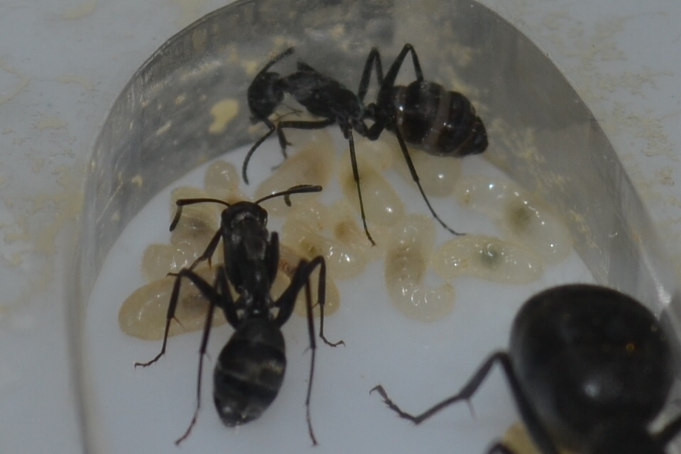 Larvas Camponotus micans 2