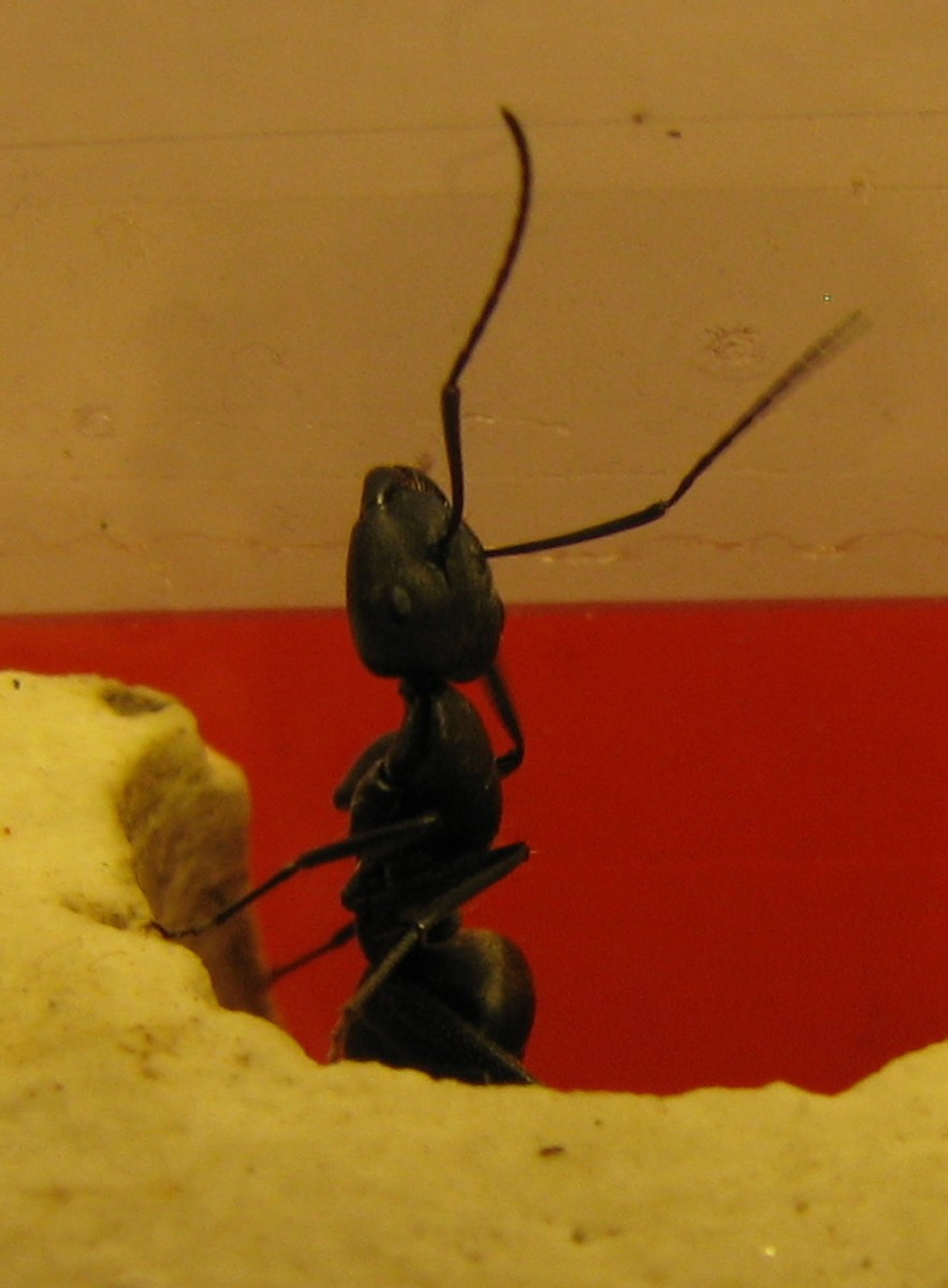 Camponotus micans