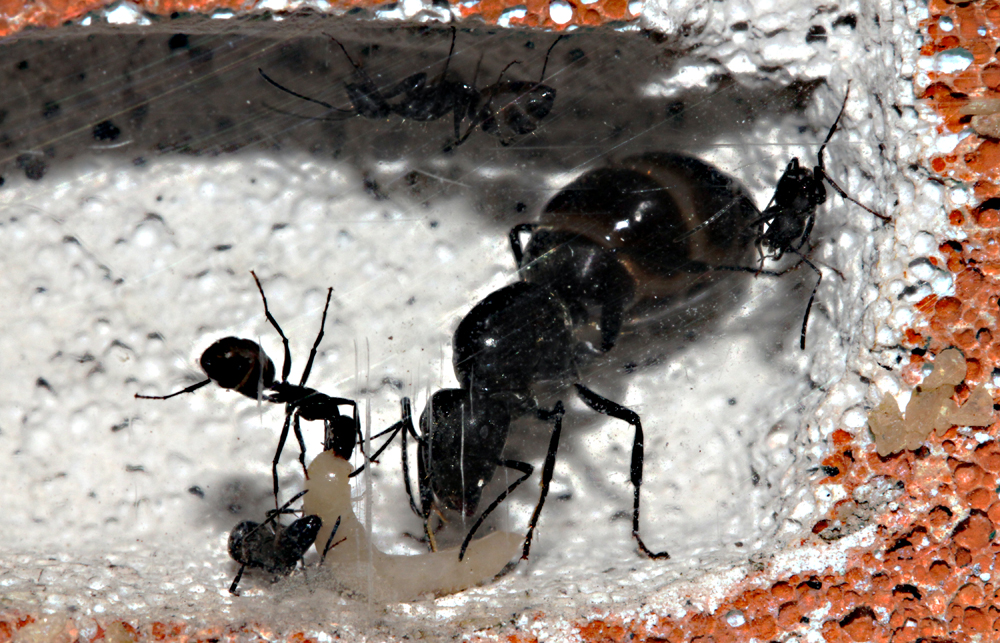 Camponotus Micans 2011