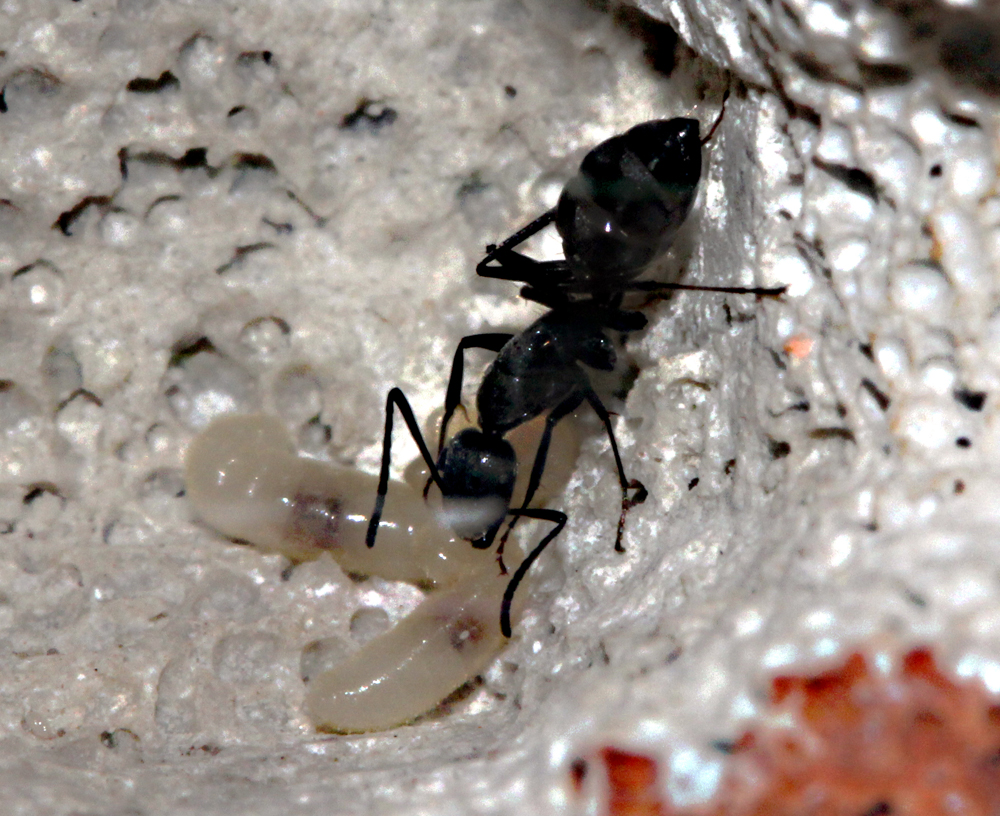 Camponotus Micans 2011