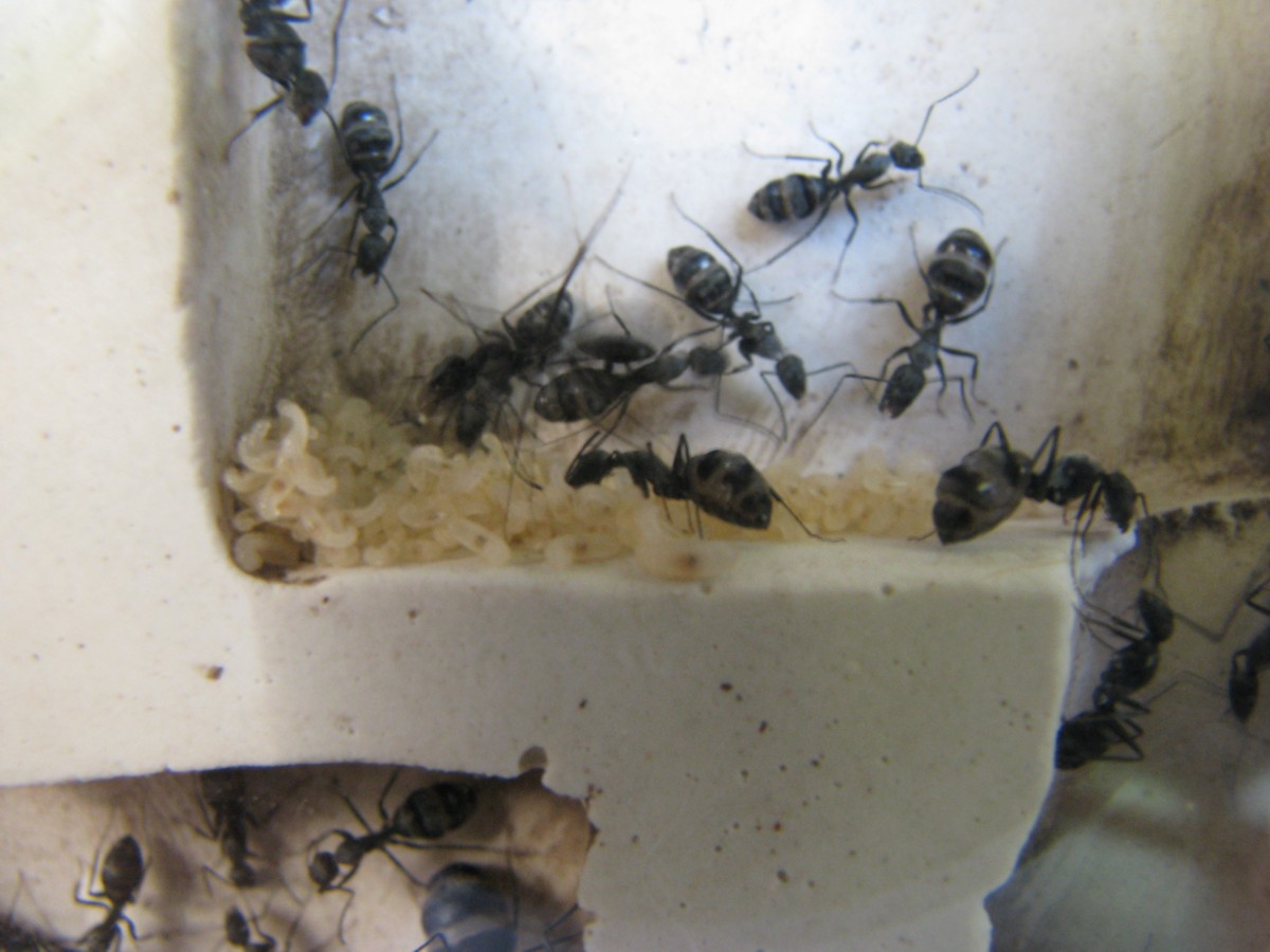 camponotus micans