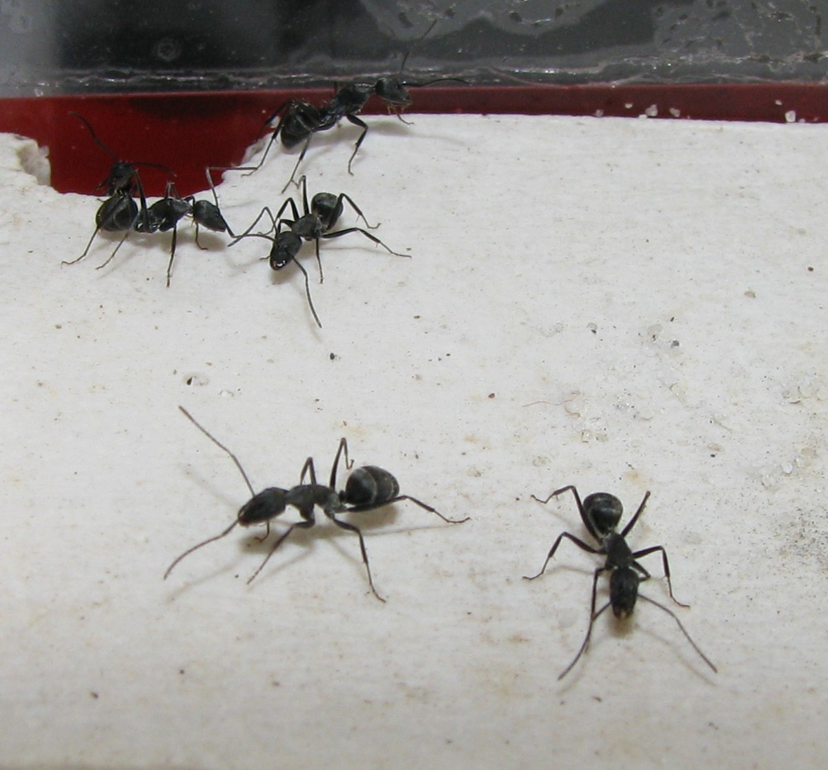 camponotus micans