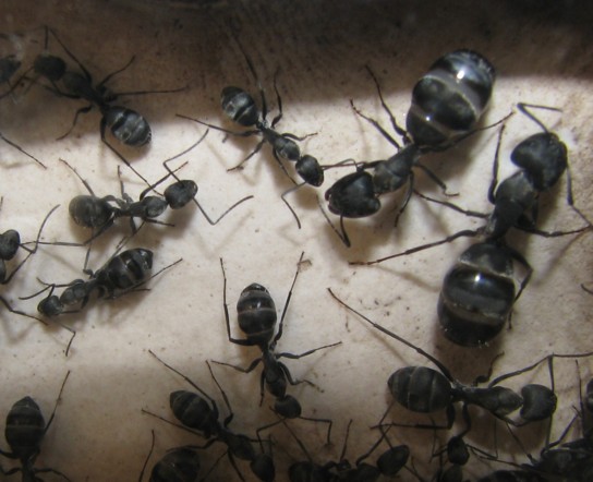 camponotus Micans
