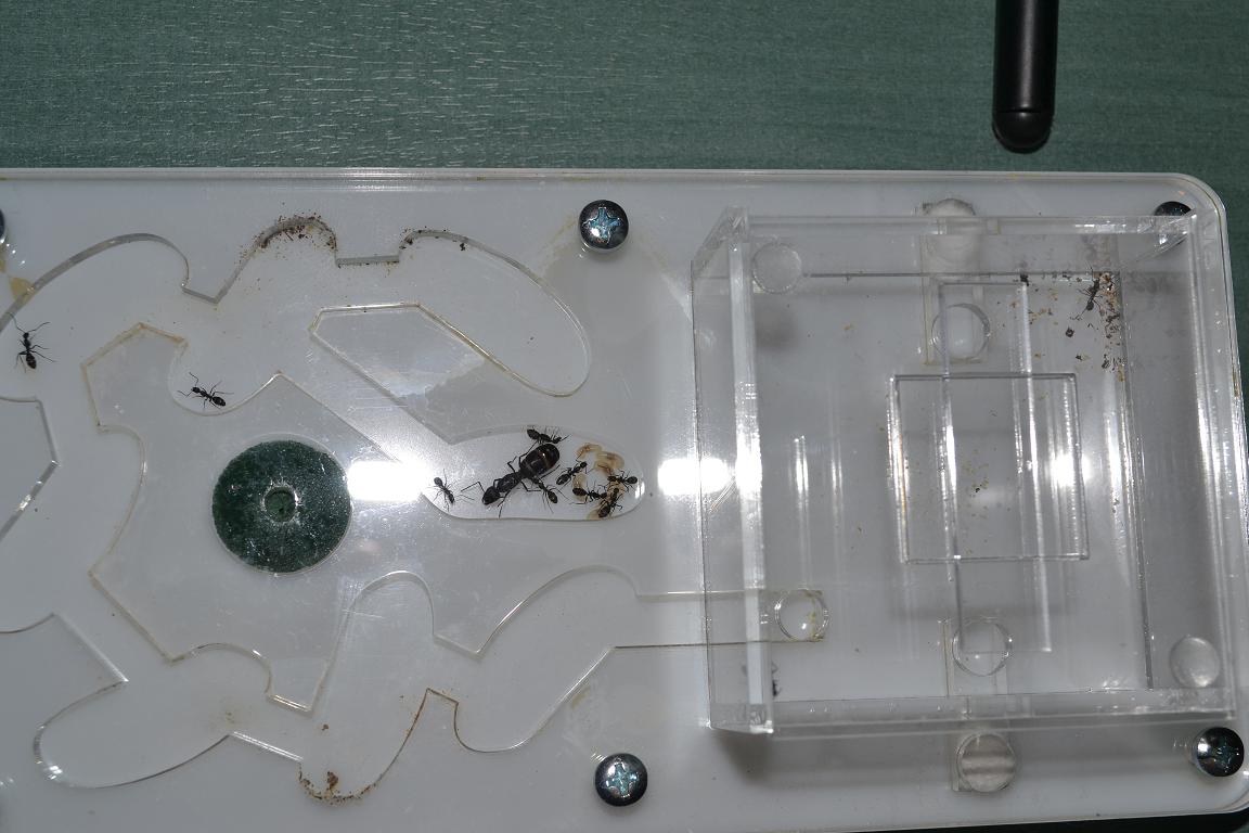 Camponotus micans 2
