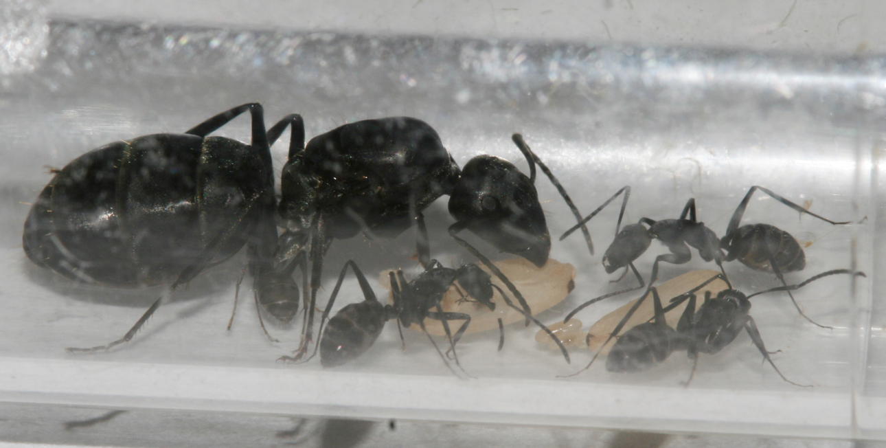 C. Micans