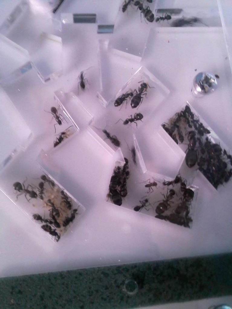 camponotus micans