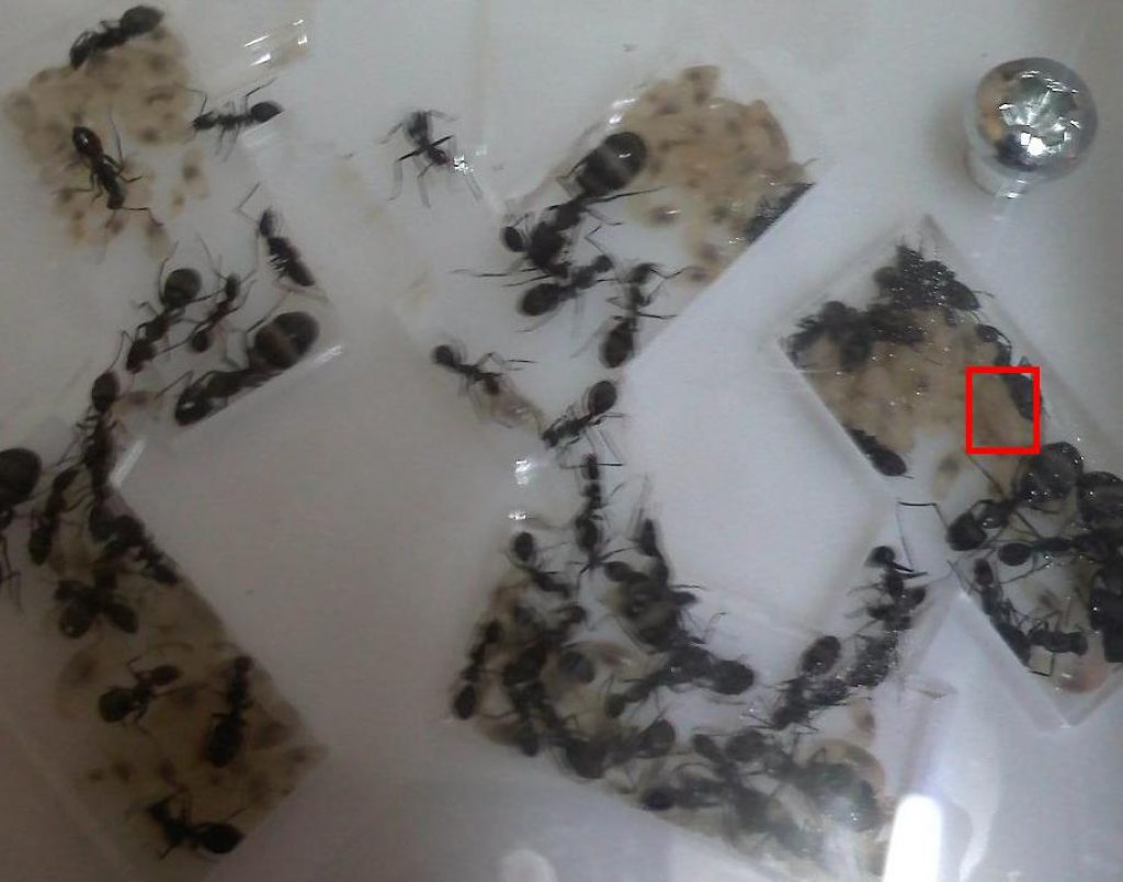 camponotus micans