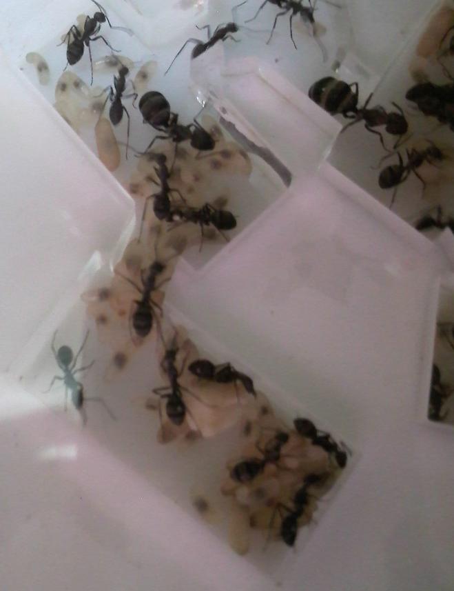 capullos c.micans