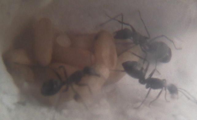 pupas y larvas2