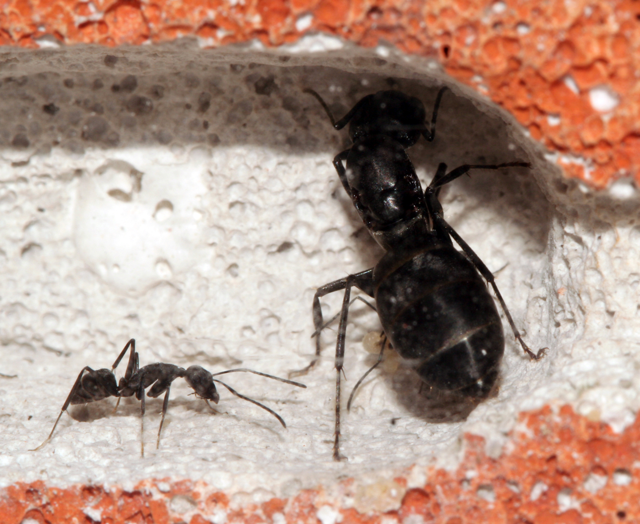 Camponotus Micans