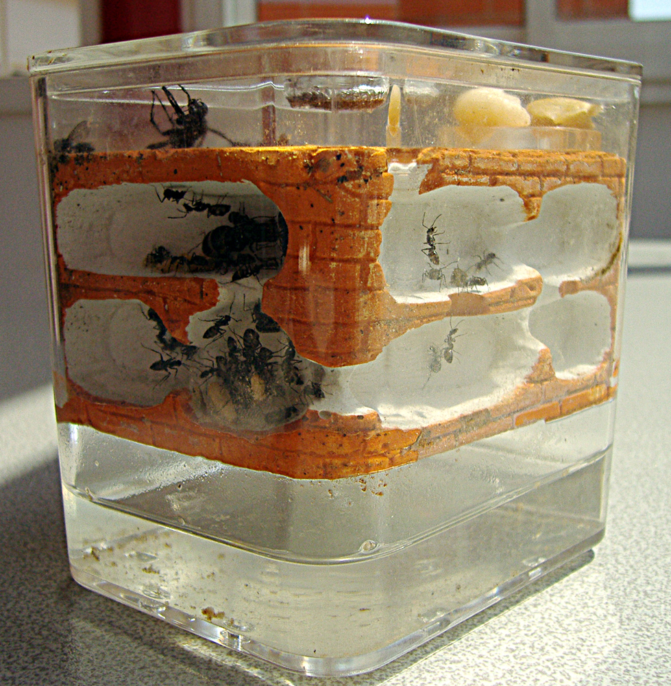 Camponotus Micans de la Benemerita