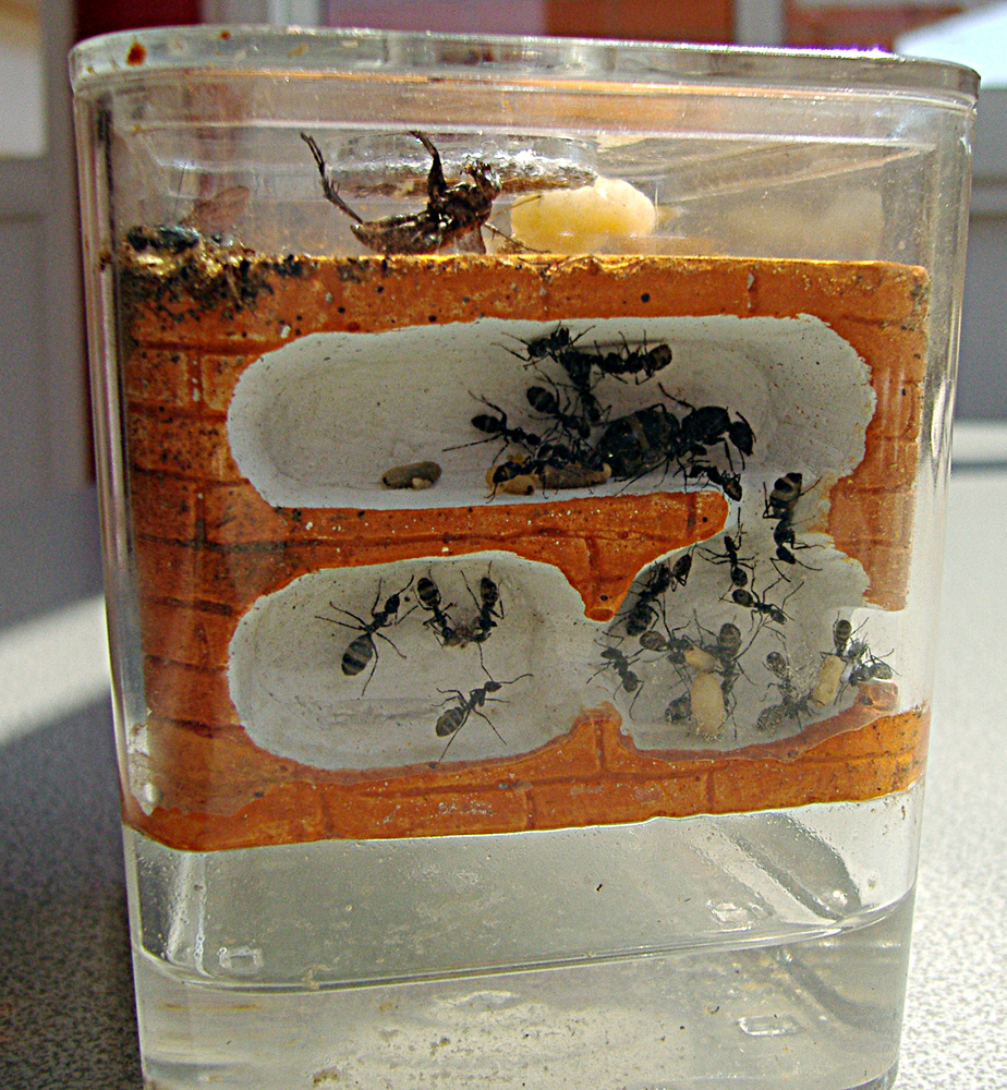 Camponotus Micans de la Benemerita