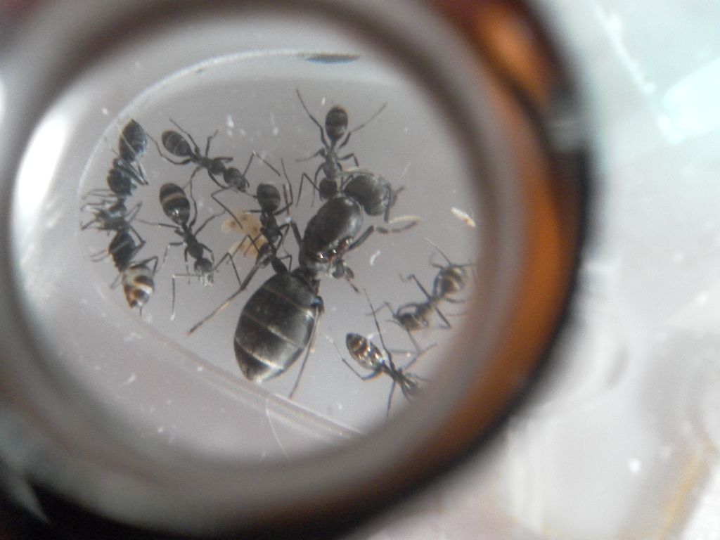camponatus darlatan 4/1